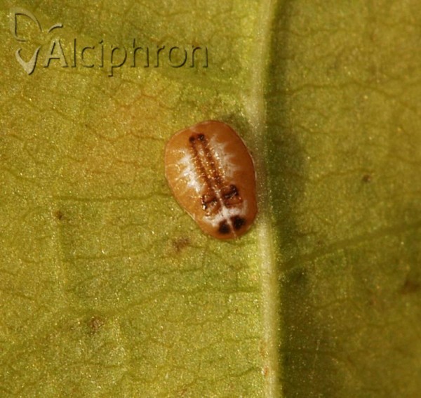 Aleurochiton aceris