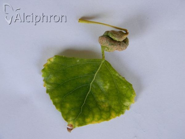 Pemphigus spyrothecae