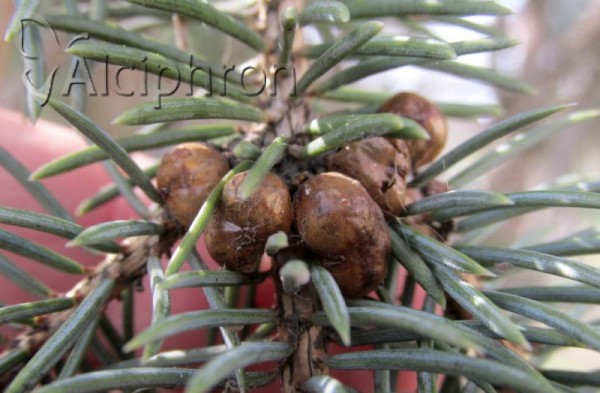 Physokermes piceae