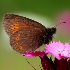 Butterfly monitoring in Stara Planina (2014)