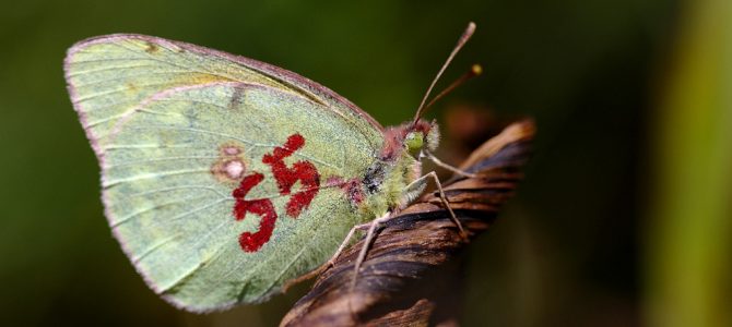 Continue of exploring butterflies of the Protected Landscape “Vlasina” (2016)