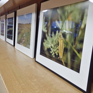 The photo-exhibition “Saline habitats of Vojvodina up-close”